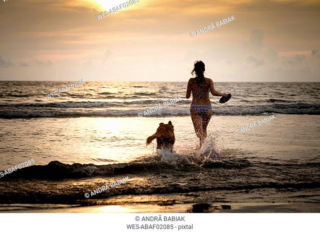 Mexico, Nayarit, Young woman in bikini playing frisbee with her Golden Retriever dog at the beach, running into the ocean