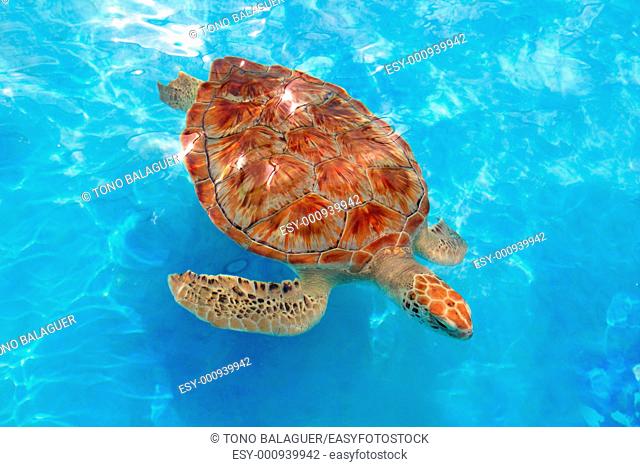 Green sea Turtle Chelonia mydas Caribbean sea Cheloniidae water surface