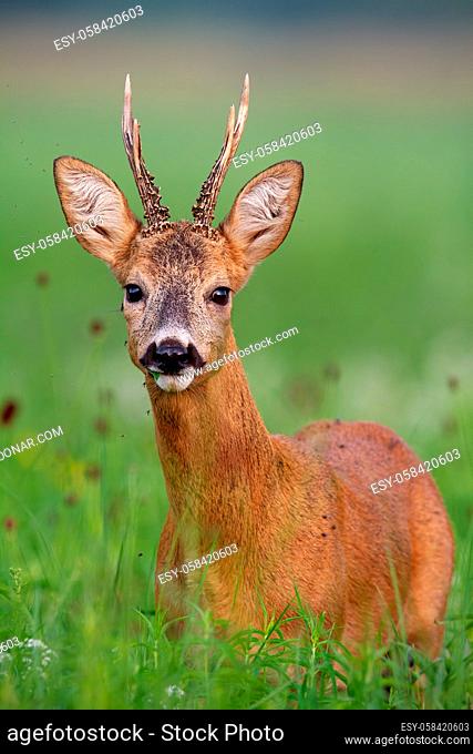 Vertical detail of surprised cute roe deer, capreolus capreolus, buck in summer standing in high grass with green blurred background