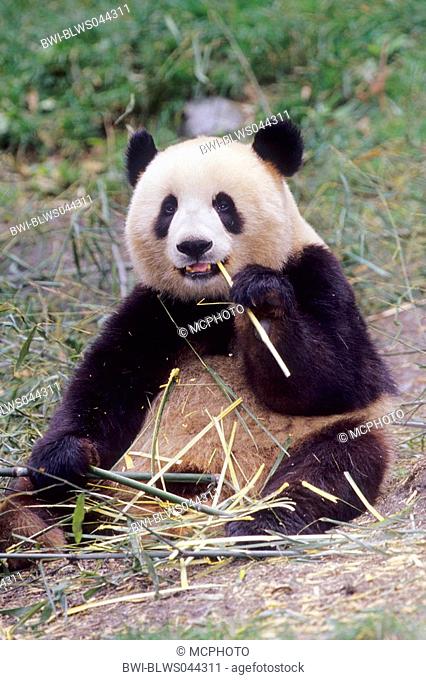 giant panda Ailuropoda melanoleuca, two years old panda feeding bamboo in the research station of Wolong, national animal of China, China, Sichuan, Wolong