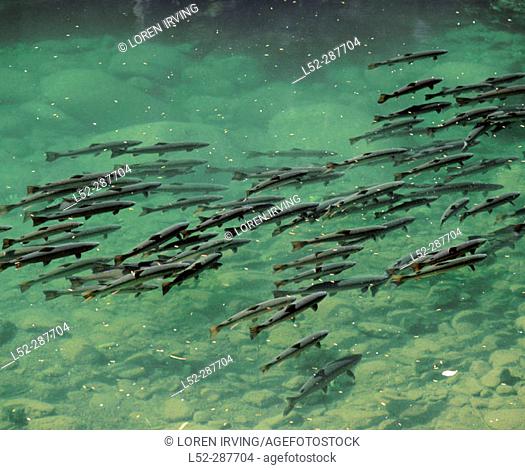 Steelhead trout (Oncorhynchus mykiss) migrating. North Umpqua River. Umpqua National Forest. Oregon. USA