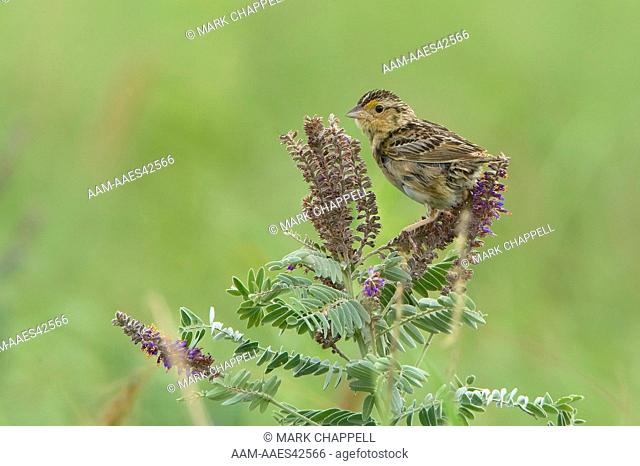 Grasshopper Sparrow (Ammodramus savannarum), Reily County, Kansas, USA