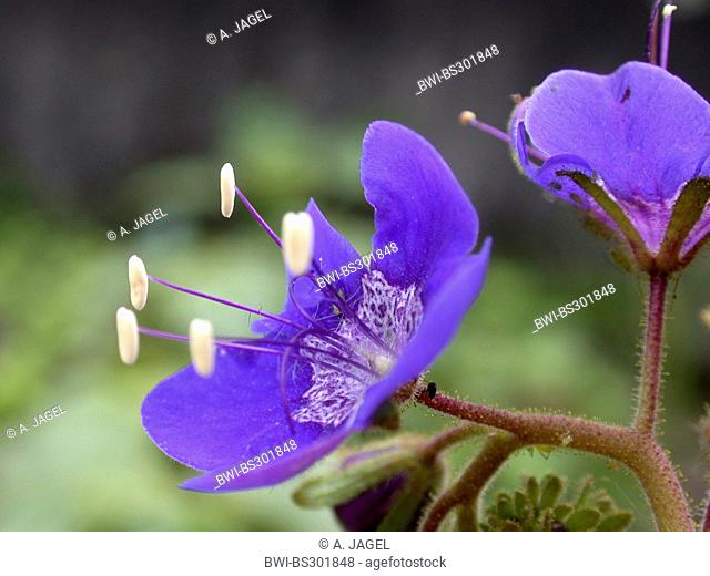 Sticky phacelia, Tacky phacelia (Phacelia viscida), flower