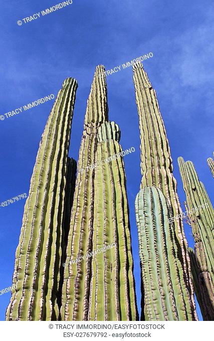 Close up of the upper branches of a Cardon Cactus, with a blue sky as the background, in Arizona, USA