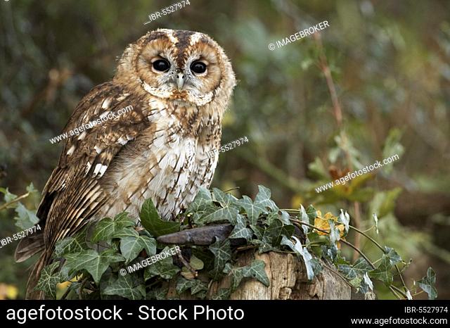 Tawny Owl, tawny owls (Strix aluco), Owls, Animals, Birds, Owls, Tawny Owl immature, perched on ivy clad gatepost, Wales, United Kingdom, Europe