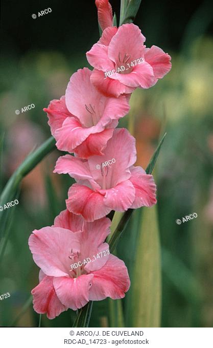 Gladiola Gladiolus hybride