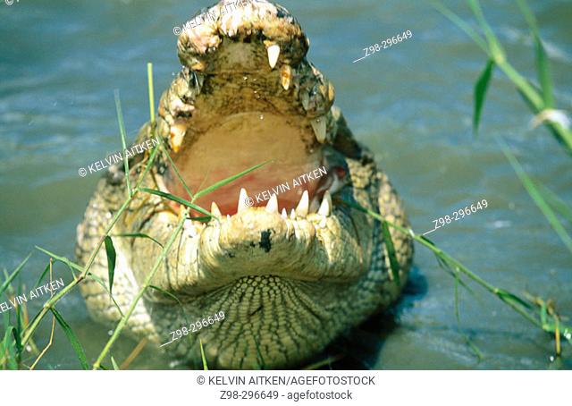 Indopacific or estuarine crocodile (Crocodylus porosus). Tropical India to Vanuatu
