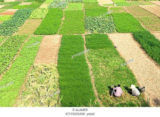 China, Yunnan, Xishuangbanna, near Damenglong, cultivated fields