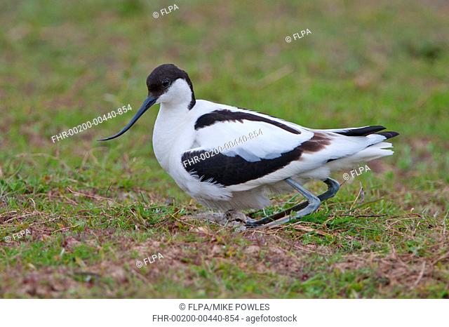 Eurasian Avocet Recurvirostra avocetta adult, settling over clutch and newly hatched hour-old chick in nest, Norfolk, England, may