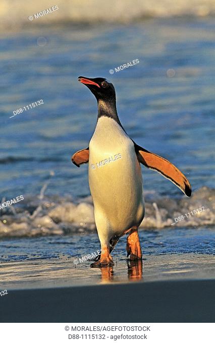 Gentoo Penguin (Pygoscelis papua papua). Sealion Island, Falkland Islands
