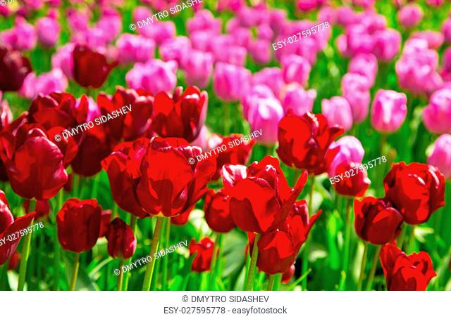 Tulip flowers. Fresh red tulips Glade. Field with red tulips in the Netherlands. Red tulips background. Group of red tulips in the park