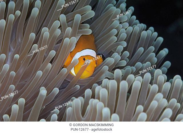 A number of false clown anemonefishes Amphiprion ocellaris at varying stages of maturity may occupy a host sea anemone and will defend it vigorously Even divers...