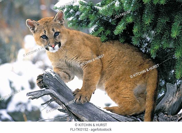 Young and cougar
