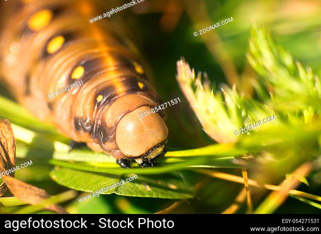 fat caterpillar of a hawk moth close-up body parts in the grass. insects of the Arctic ultra macro