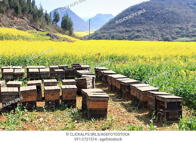 Beehive among rapeseeds flowers fields in Luoping, Yunnan - China