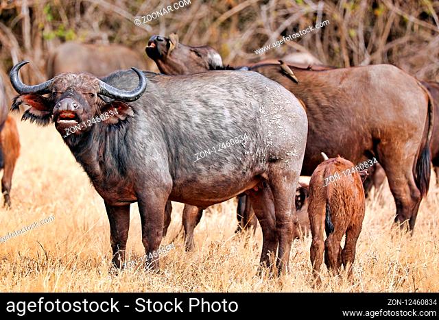 Afrikanische Bueffel mit Jungtier, South Luangwa Nationalpark, Sambia, (Syncerus caffer) | african buffalos with a young one, South Luangwa National Park