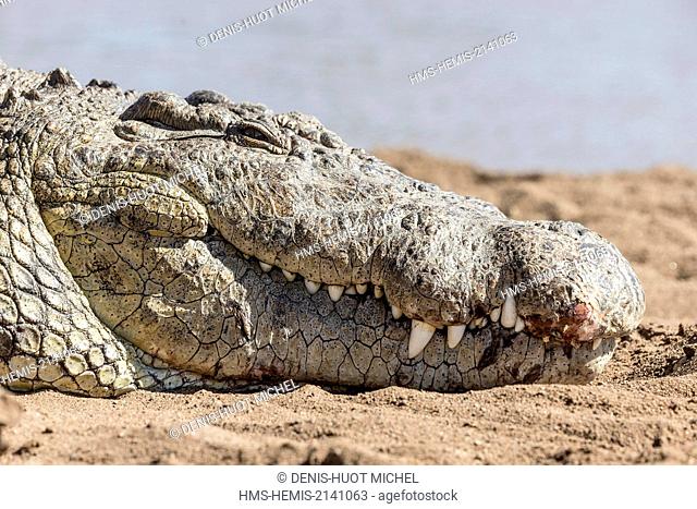 Kenya, Masai Mara game Reserve, Nile crocodile (Crocodylus niloticus), resting on the bank of the Mara river