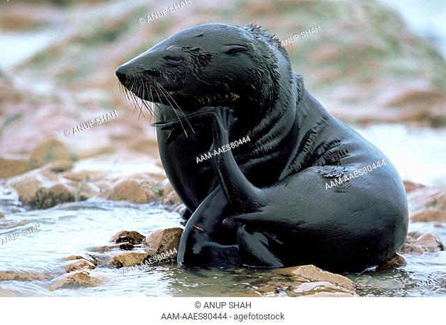 Brown Fur Seal scratching (Arctocephalus pusillus) Cape Cross Seal Reserve, Namibia