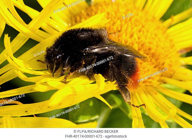 Red-shanked Carder Bumblebee (Bombus ruderarius) queen, on sunflower flower in garden, Powys, Wales, August