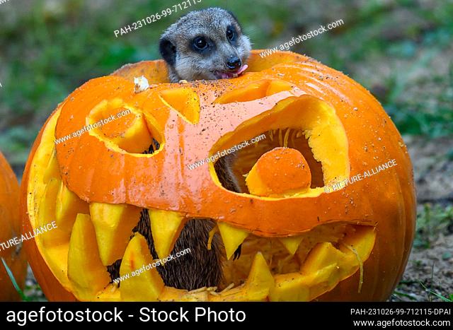 26 October 2023, Saxony-Anhalt, Magdeburg: A meerkat peers out of a Halloween pumpkin head at the zoo. Preparations are underway at the zoo for Halloween on...