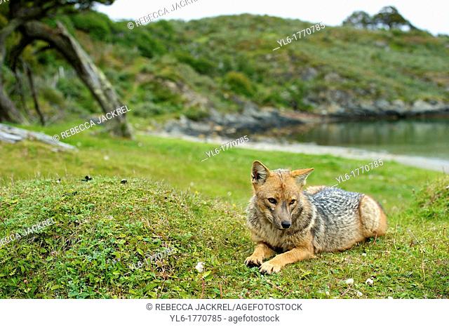 A Pategonian grey fox Lycalopex griseus in the Parque National Tierra del Fuego, Argentina