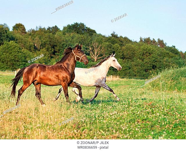 Portrait of a running horse