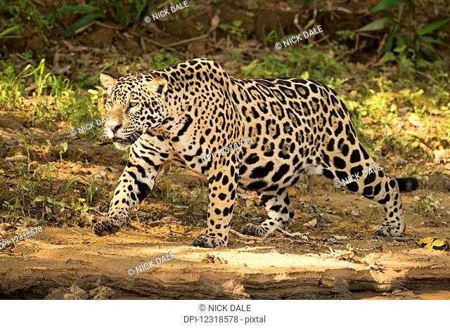 Jaguar (Panthera onca) prowling beside river in dappled sunlight; Mato Grosso do Sul, Brazil