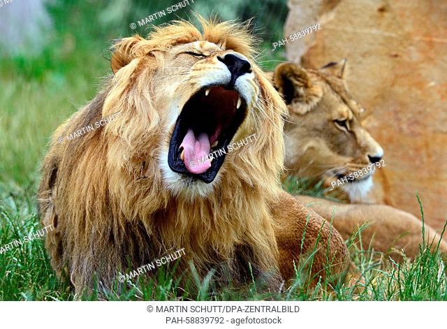 Two Barbary lions are seen in the Erfurt Zoopark in Erfurt, Germany, 01 June 2015. According to own information the zoo has a size of 63 hectare and is...