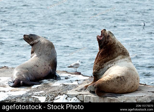 Nature of Kamchatka: rookery Steller Sea Lion or Northern Sea Lion Eumetopias Jubatus. Pacific Ocean, Russia, Kamchatka Peninsula, Avachinskaya Bay