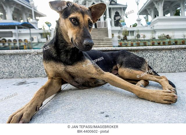 Dog in front of Buddhist temple, Krabi, Krabi Province, Thailand