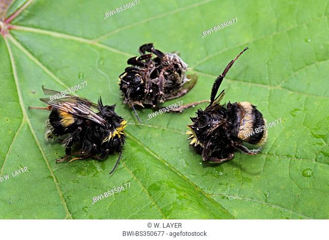 buff-tailed bumble bee (Bombus terrestris), dead Buff-tailed bumblebee in fall, Germany