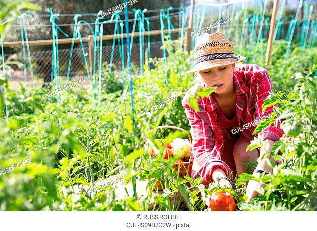 Young female gardener tending tomato plants on organic farm