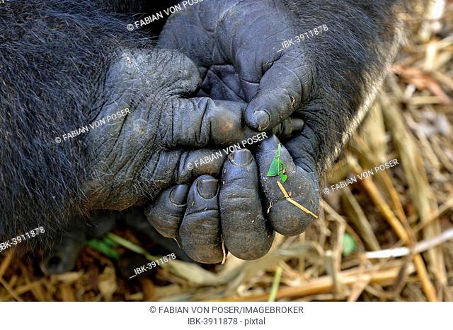 Western Lowland Gorilla (Gorilla gorilla gorilla), hands, male, Silverback, captive, Limbe Wildlife Centre, Limbe, South-West Region, Cameroon