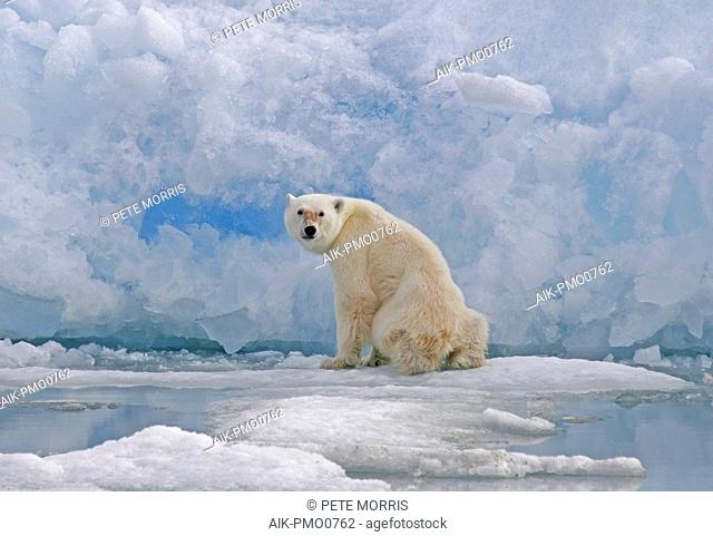 Polar Bear (Ursus marinus) on pack ice