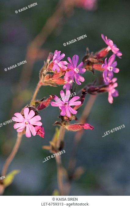 Red campion, Silene dioica is a commen flower in all of Finland  Kilpisjarvi