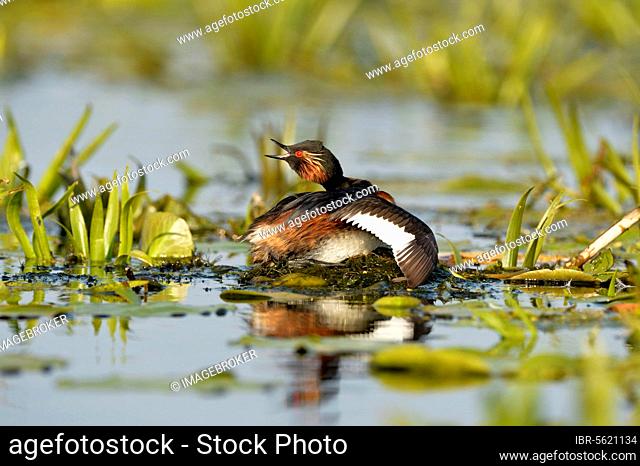 Black-necked Grebe (Podiceps nigricollis nigricollis) adult, breeding plumage, calling to mate, wings outstretched, sitting on nest, Danube Delta, Tulcea