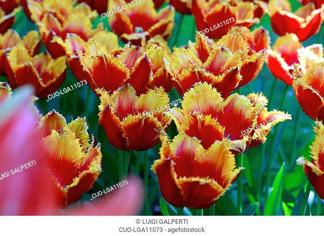 Tulipano frangiato Nippon, fringed tulips