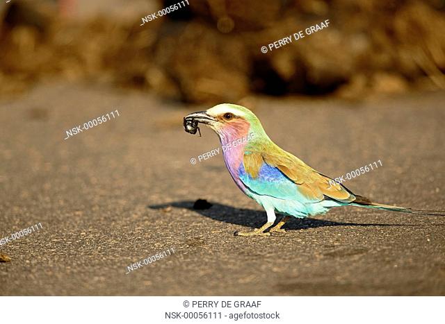 Lilac-breasted Roller (Coracias caudata), adult sitting on the ground and feeding on a Dung Beetle (Scarabaeidae), South Africa, Mpumalanga