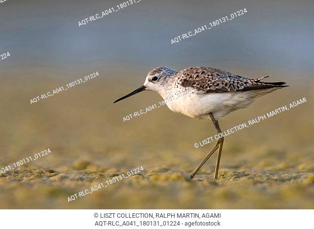 Marsh Sandpiper, Tringa stagnatilis, Oman, adult, breeding plumage