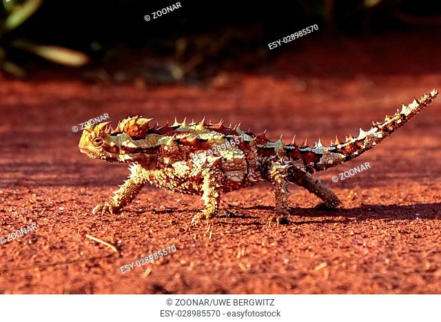 A Thorny Devil in the red desert sand of the outback of Australia