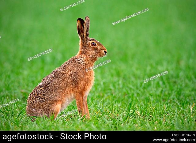 European brown hare, lepus europaeus in summer with green blurred background. Detailed close-up of wild rabbit