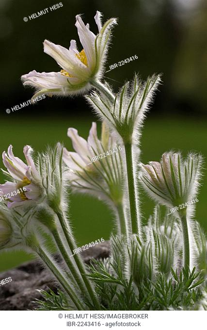 Common pasque flowers (Pulsatilla vulgaris) in a garden, Erfurt, Thuringia, Germany, Europe
