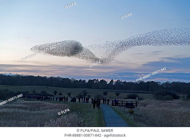 Common Starling (Sturnus vulgaris) flocking to roost at Minsmere RSPB reserve to the delight of the assembled crowd, Suffolk, England, February