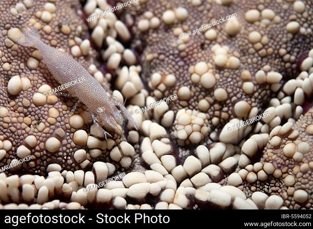 Rounded starfish shrimp (Zenopontonia noverca) adult, camouflaged on the underside of the honeycomb starfish (Pentaceraster alveolatus), Lembeh Strait, Sulawesi