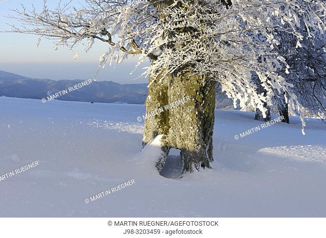 Snow Covered (Hoar-Frost) Beech Tree (Fagus sylvatica), tree trunk close up. Black Forest, Baden-Wuerttemberg, Germany