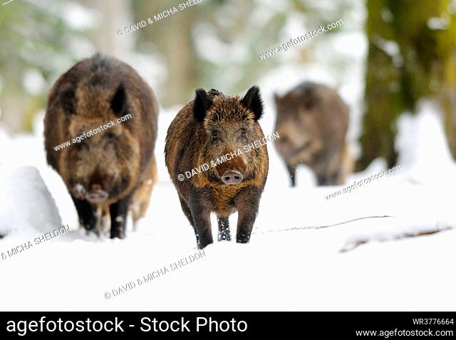 Wild boars (Sus scrofa) in snow