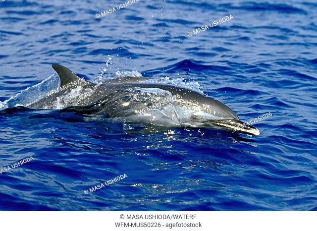 pantropical spotted dolphins wake-riding, Stenella attenuata, Kona, Big Island, Pacific Ocean, Hawaii, USA