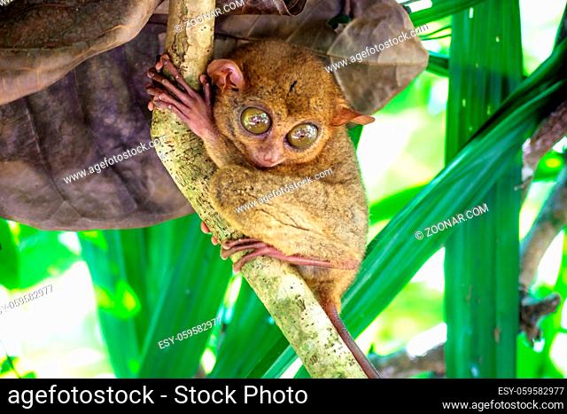 Small Tarsier with big eyes on a branch looking down in Bohol, Philippines, Asia
