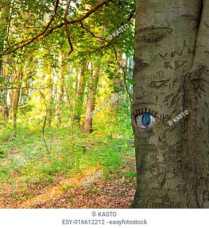 Eye carved in tree trunk in lush green forest