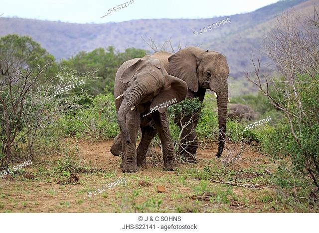 African Elephant, (Loxodonta africana), two adults searching for food, Hluhluwe Umfolozi Nationalpark, Hluhluwe iMfolozi Nationalpark, KwaZulu Natal